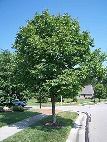 15 Ash Tree Seeds - Purple Ash Tree Seeds, European Ash Tree, Ash Tree Seedlings, Silver Birch Tree Seeds, Raywood Ash Tree Alder Tree Seeds Non-Gmov #TOP1
