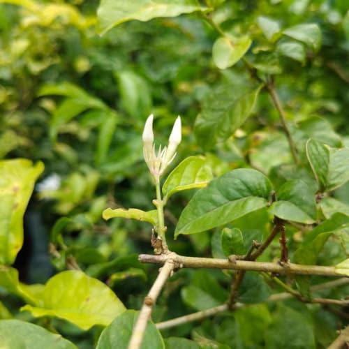 Shankarapura Mallige: The Jasmine That Wakes Before Dawn and the Farming Families Who Cannot Afford to Sleep In