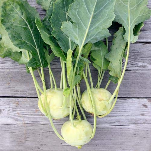 Golden Hills Farm Hybrid Kohlrabi Vegetable Seeds, Kohl Rabi Seeds, KNOL KHOL, Vienna Seeds 500+ seeds (B096G88WHY) Amazon Price History, Amazon Price Tracker