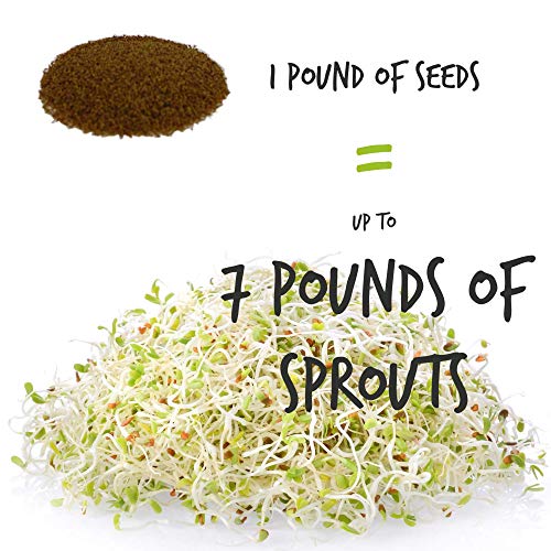 Certified Organic Alfalfa Sprouting / Sprout Seeds - Seed For Sprouts - 16 Oz #TOP3