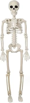 Halloween Skeleton 16inch Small Skeleton Realistic Plastic with Movable Joints Full Body Decor for Haunted House Props Halloween Decorations