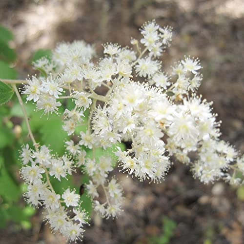 Holodiscus Discolor Seeds Ocean Spray Deciduous Shrub Attracts Hummingbirds & Bees Fragrant Drought Tolerant Beds Borders Outdoor 100Pcs Flower Seeds By Yegaol Garden #TOP1