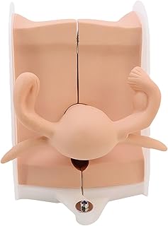 Female Genital Model Uterine Model Manikin Anatomy IUD Training Gynecological Contraceptive Accurate Structure Suitable for Teaching Presentation