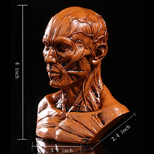 Image of Gaolinci 4-Inch Portable Human Model Craft Anatomy Skull Head Muscle Bone Medical Artist Drawing Study