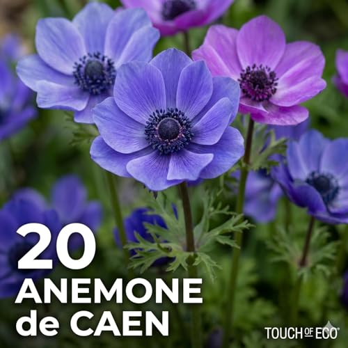 Amazing Deal -100 Perennial Bulbs Birds, Butterflies & Bees English Flower Bulb Collection – Crocosmia, Allium, Anemone & Triteleia Mix – Colorful Summer Blooms – Attracts Outdoor Pollinator EasyGrow