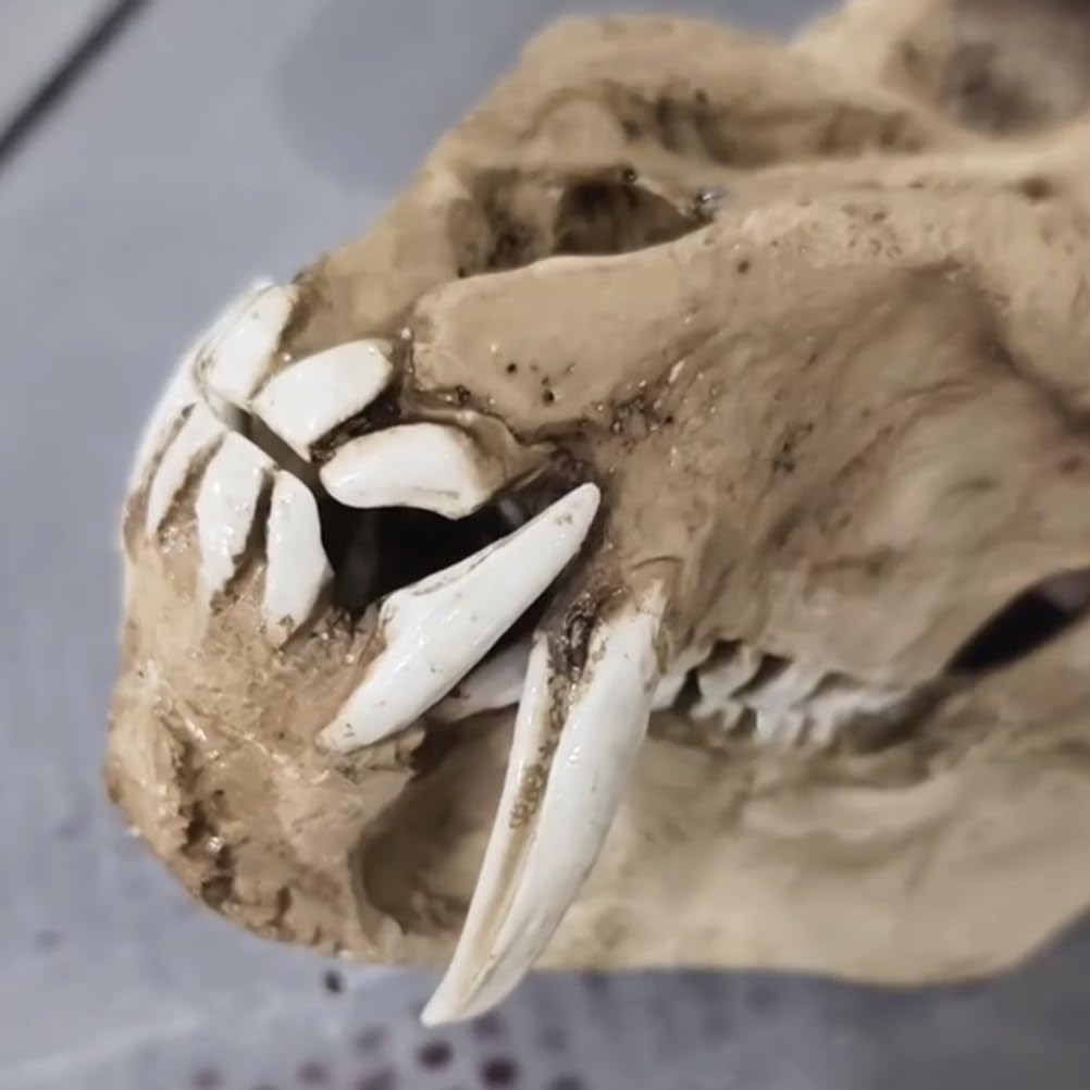 Modelo de Cráneo de Babuino - Taxidermia de Cráneos de Animales Reales - Decoración de Cráneo de Mono y Orangután de Resina para Decoración de Fiesta de Halloween,Marrón,23cm