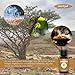 DasXgut - BIO Weihrauchöl 30 ml [100% NATURREIN] - Reines Weihrauch Öl - Duftöl Parfumqualität - Nachhaltiger Wildwuchs - Frankincense Oil E5004119 BG-BIO-02