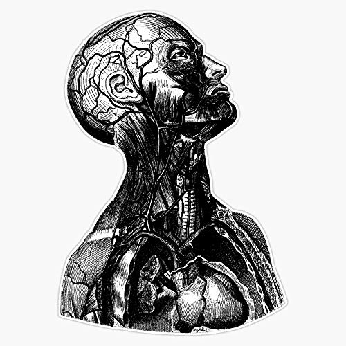 Anatomy Illustration Vinyl Waterproof Sticker Decal Car Laptop Wall Window