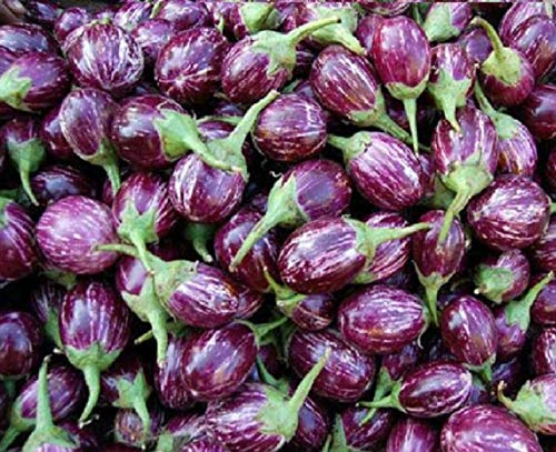 Golden Hills Farm® (AVG 500-2000) seeds purple Brinjal/Eggplant Vegetable Seed (B08WWZB2X9) Amazon Price History, Amazon Price Tracker
