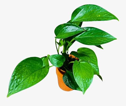 PLANTVERS Jade Pothos in a 3" Nursery Pot - Epipremnum