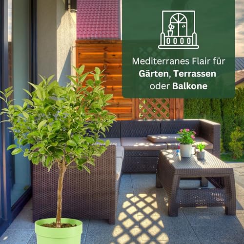 Meine Orangerie Mexikanische Limette - Citrus aurantifolia - echte Limette - veredelter Zitrusbaum im 6L-Topf - Caipi-Limette - Key Lime - Saure Limette - perfekt für Caipirinha und Cocktails…
