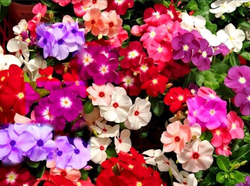 100PCS Mixed Color Vinca Minor Seeds Periwinkle Seeds Heirloom Flower Seeds