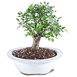Brussel's Bonsai Live Chinese Elm Bonsai Tree, Outdoor - Small, 5 Years Old, 6 to 8 inches Tall - Includes Decorative Ceramic Bonsai Pot
