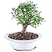 Brussel's Live Chinese Elm Outdoor Bonsai Tree - 5 Years Old; 6" to 8" Tall with Decorative Container