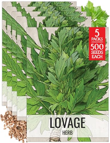 Seed Needs Lovage Seeds for Planting - Non-GMO Heirloom & Untreated Herbs to Plant a Medicinal/Culinary Home Grown Herb Garden Indoors or Outdoors (5 Packs)