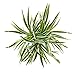 3 PCS Artificial Spider Leaves Plant Simulation Greenery Grass Faux Chlorophytum Orchid Bush Indoor Outdoor Home Garden Office Decoration, Green With White