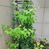 semillas de plantas de árbol de pan de jengibre árbol bonsái Tallos resistentes plantas resistentes al exterior, Árboles de jardineria semillas de plantas de interior plantas de jardín 50pcs