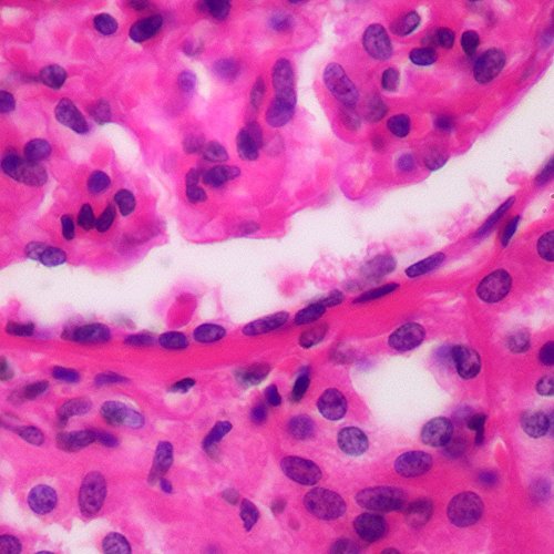 Human Simple Squamous Epithelium, sec. 7 µm; H&E Microscope Slide