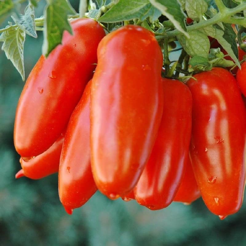 Oakwood Farms� Organic Red Long Tomato Seeds For Your Kitchen Garden (Pack Of 100 Seeds) (B0C1BHMS64) Amazon Price History, Amazon Price Tracker
