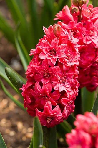 Imported Hyacinth Red Aromatic Flower Bulbs For Your Home Gardening (Pack Of 1 Bulb)-image-19
