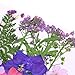Monrocco Multicolor Real Pressed Dried Flowers DIY Preserved Flower Decorations for Art Craft DIY Resin