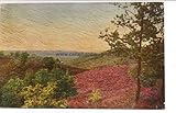  Postkarte. Heidelandschaft bei Hittfeld. Oleoplast-Ölgemälde
