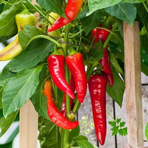 Carbeth Plants Jalapeno Chilli Pepper Plant in 1L Pot