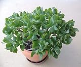 Ripple Jade, Live Plant in 3.5' Pot, Beautiful!