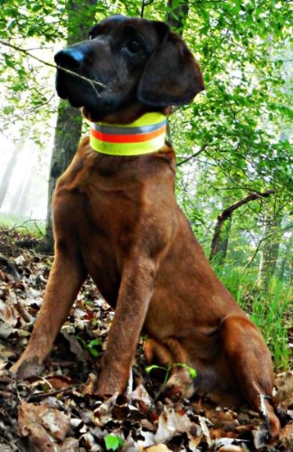 Signal- und Warnhalsung reflektierend, 3-Farbiges Halsband AKAH, Größen Halsband reflektierend:45 cm Halsumfang