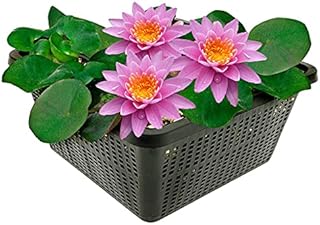 Vdvelde․com - Wasserlilie Rosa Nymphaea Pink Opal im Pflanzkorb - Winterharte Seerose für Gartenteich - Komplettset mit Substrat, Dünger & Kies - Wassertiefe 10-100 cm