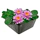 Seerose Nymphaea Pink Opal von Vdvelde.com