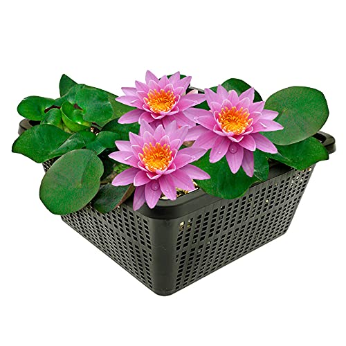 vdvelde.com - Rosa Seerose - Nymphaea Pink Opal - - Große Seerose- Ausgewachsene Höhe: 10 cm- Platzierung: -10 bis -100 cm