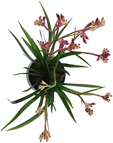 Känguruhpfötchen - Anigozanthos - pflegeleichte Zimmerpflanze - für warme Monate Terrasse/Balkon möglich - Kangaroo Paw australiens Schönheit für zu Hause (pink)