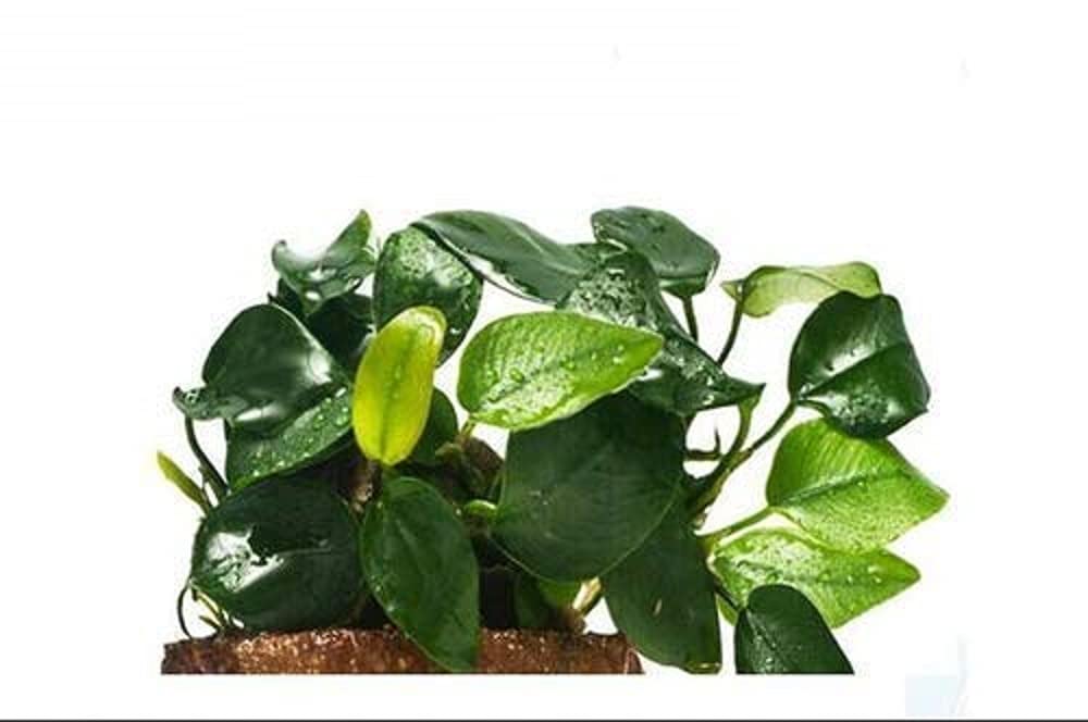 Maalavya Live Aquarium Aquatic Plant Anubias Nana ((15 to 20 Leaves)) (B07SN4BLJ4) Amazon Price History, Amazon Price Tracker