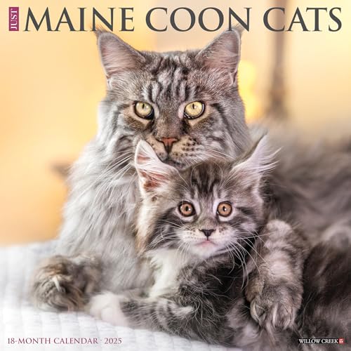 Maine Coon Cats 2025 W