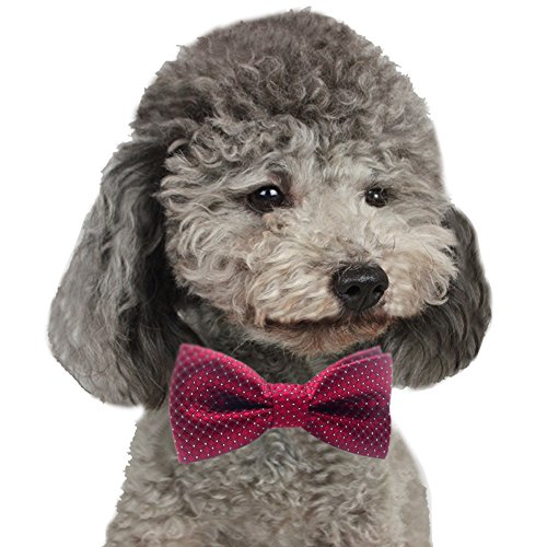 Hollihi artigianale adorabile Pet fiocco fascette