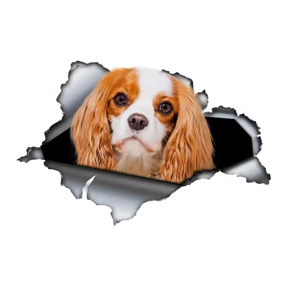 Cavalier King Charles Spaniel Aufkleber, Wasserfest, Reflekt