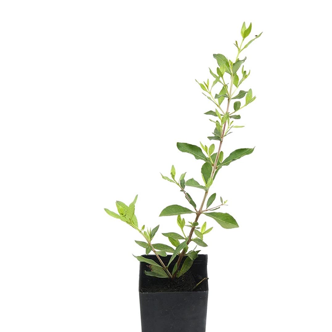 See full amazon price history chart for Plantazee Plantshive Henna/Mehandi Indoor Plant With Plastic Pot, Black, Medium, 1 Piece Plantazee Plantshive Henna/Mehandi Indoor Plant With Plastic Pot, Black, Medium, 1 Piece (B093ZXVK99) Amazon Price History, Amazon Price Tracker