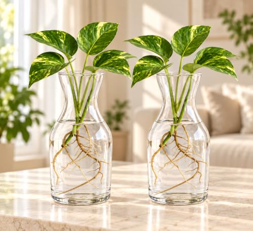 Best Decorative Vases: Glass vs Ceramic 38 Decorative Glass Pots/Vases for Two Layer Lucky Bamboo, Money Pla...