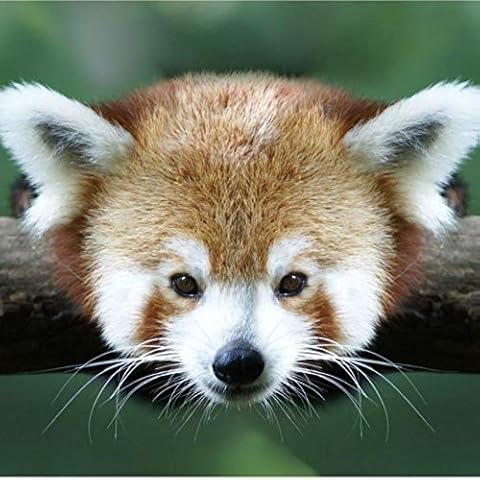 5d Diamond Painting Kits for Adults Kids,Full Diamond Embroidery Rhinestone Cross Stitch Arts Craft Red Panda 11.8x11.8 in by Greatminer Cover