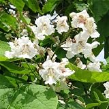 2 Catalpa Trees Live Plants - 10-16" Tall - Ship in Quart Pots