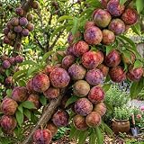 Flavor Pluot Live Tree, Plum Apricot Fruit Tree, 2-3 Ft Tall, 3 Gallon Pot