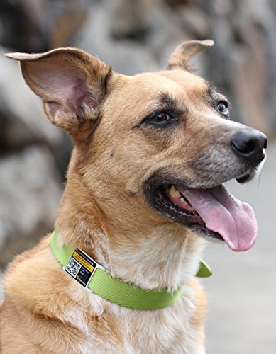 Dynotag® Web Enabled Super Pet Id Smart Tag. Slider Style W. Dynoiq™ & Lifetime Recovery Service (Open Slot, Tag Only, For 3/4 Inch Collar Band) #TOP6