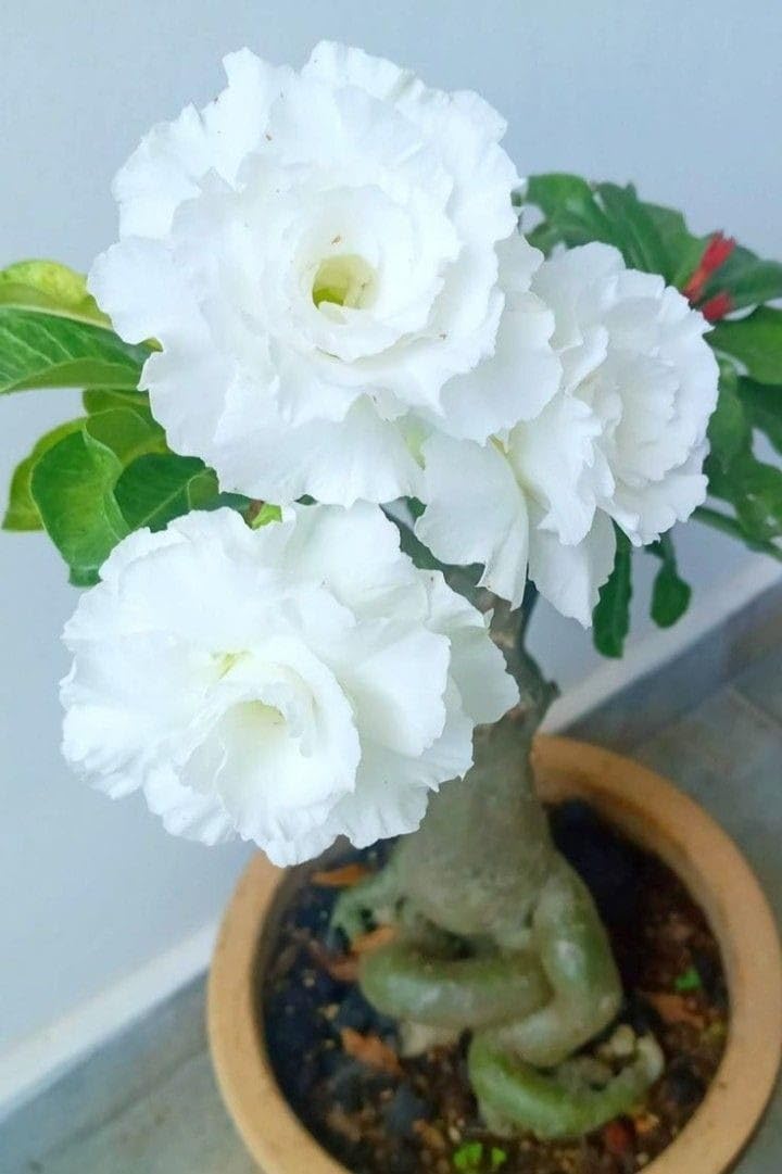ARUSHI PLANTS MARKET adenium flower plant whit colour out door plant pack of 1 full sun plant live plant for home garden (B0CL1ZCKY1) Amazon Price History, Amazon Price Tracker