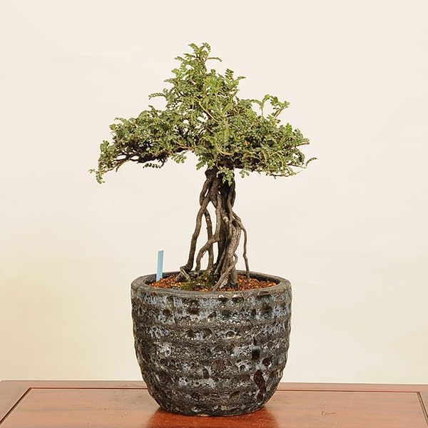 Amazon.co.jp: 盆栽：磯山椒(いそざんしょう) 根上がり （モダン鉢