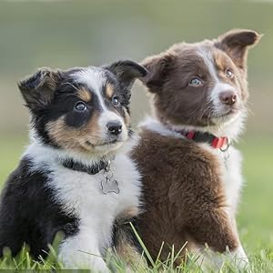 2 Pack Dog Tag Clips, Stainless Steel Heavy Duty Quick Clips with Rings, Easy Change Pet ID Tag Holder for Dog Cat Collars and Harnesses 2 Pack Dog Tag Clips, Stainless Steel Heavy Duty Quick Clips with Rings, Easy Change Pet ID Tag Holder for Dog Cat Collars and Harnesses