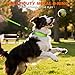 Taglory Hundehalsband, Weich Gepolstertes Neopren Nylon Hunde Halsband für Mittlere Hunde, Verstellbare und Reflektierend für das Training, Grün