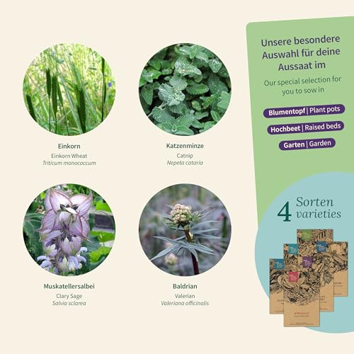 Magic Garden Seeds - Katzen-Kräuter: Katzenminze, Baldrian, Muskatellersalbei & Katzengras - Saatgut-Box mit 4 Kräutern zum Spielen, Knabbern & Entspannen