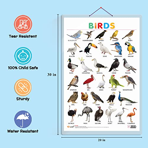 Image of GO WOO Combo of 2 Alphabet and Birds Educational Posters for Preschool Kids Classroom Study | Learning- Charts for Kids Learning (20 inchX30 inch Inches)
