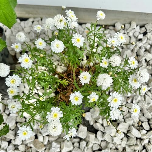 Semi di margherita perenne-vaso per,crescita rapida resistenti per il giardino,colorate da giardino perenni resistenti 250pcs